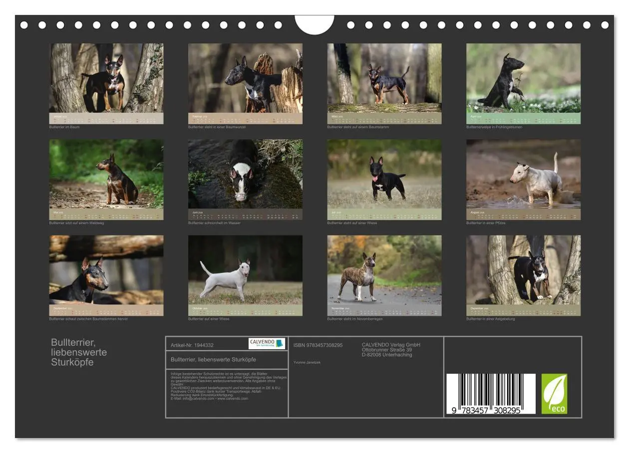 Bild: 9783457308295 | Bullterrier, liebenswerte Sturköpfe (Wandkalender 2026 DIN A4...