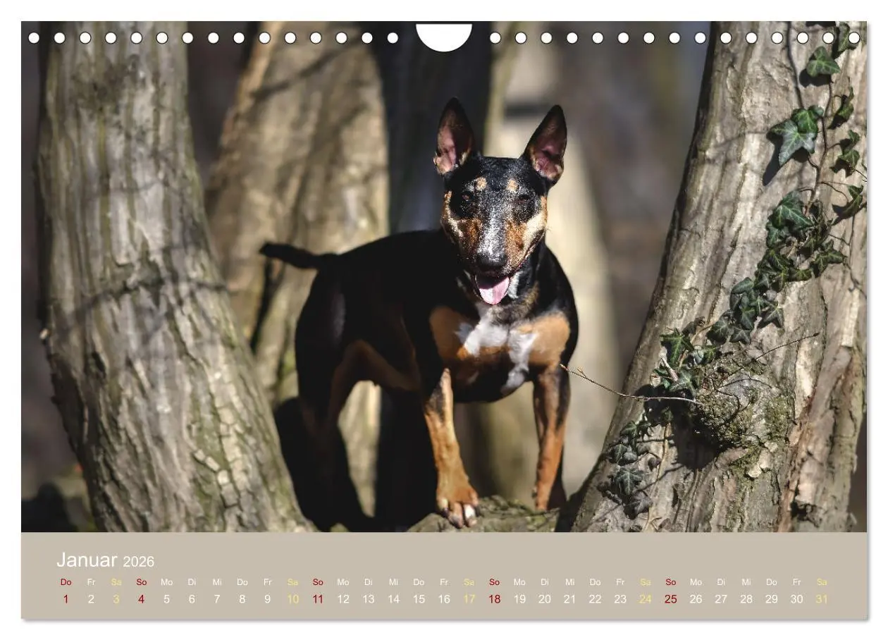 Bild: 9783457308295 | Bullterrier, liebenswerte Sturköpfe (Wandkalender 2026 DIN A4...