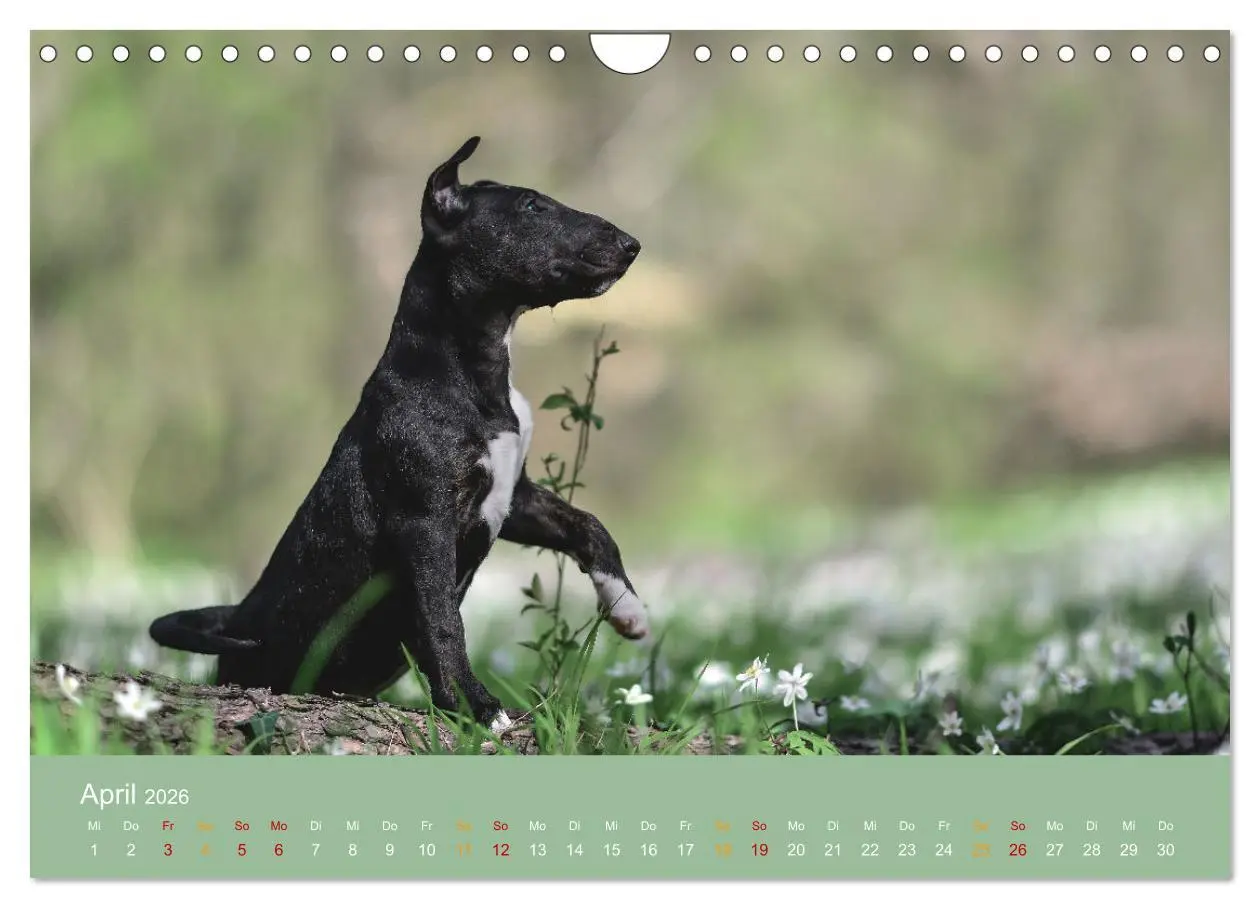 Bild: 9783457308295 | Bullterrier, liebenswerte Sturköpfe (Wandkalender 2026 DIN A4...
