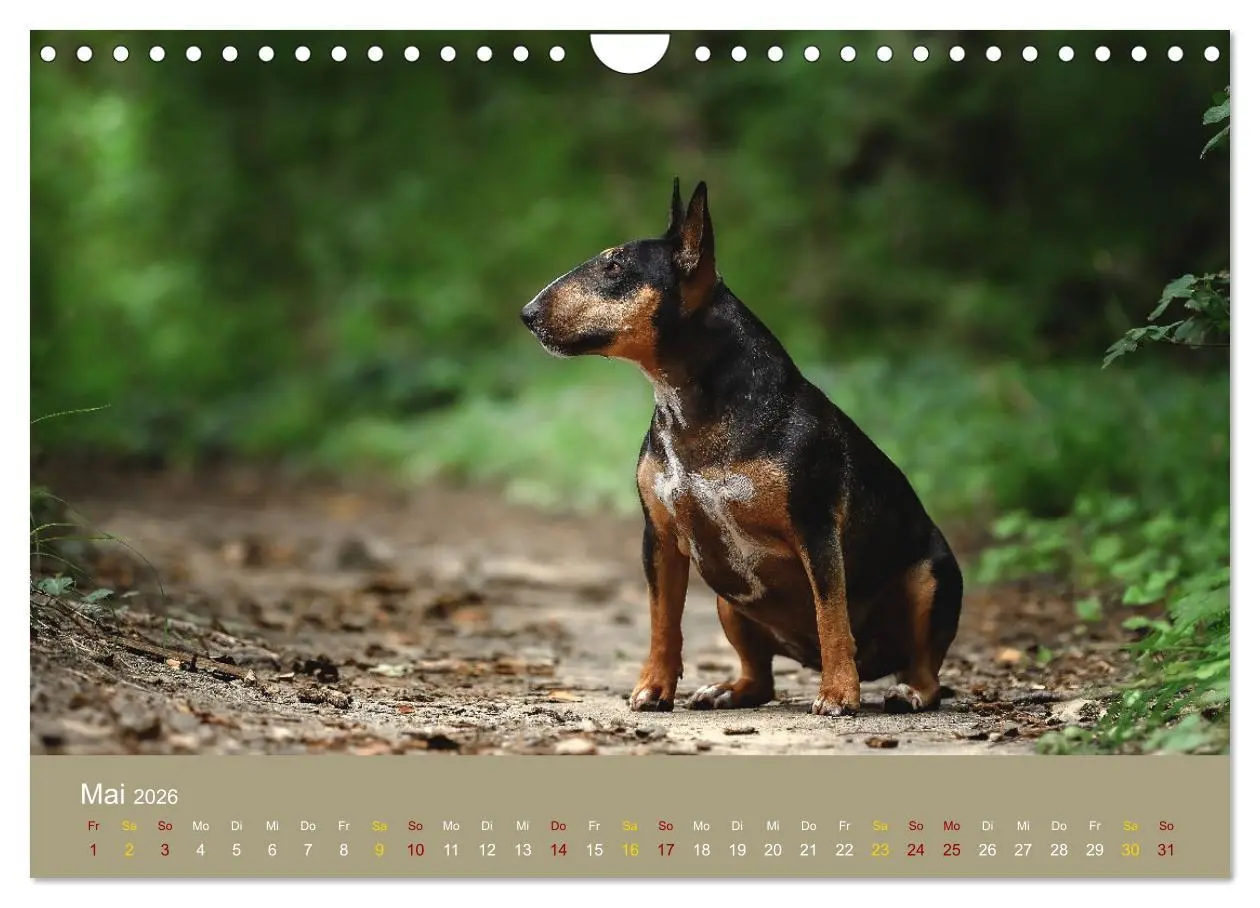 Bild: 9783457308295 | Bullterrier, liebenswerte Sturköpfe (Wandkalender 2026 DIN A4...