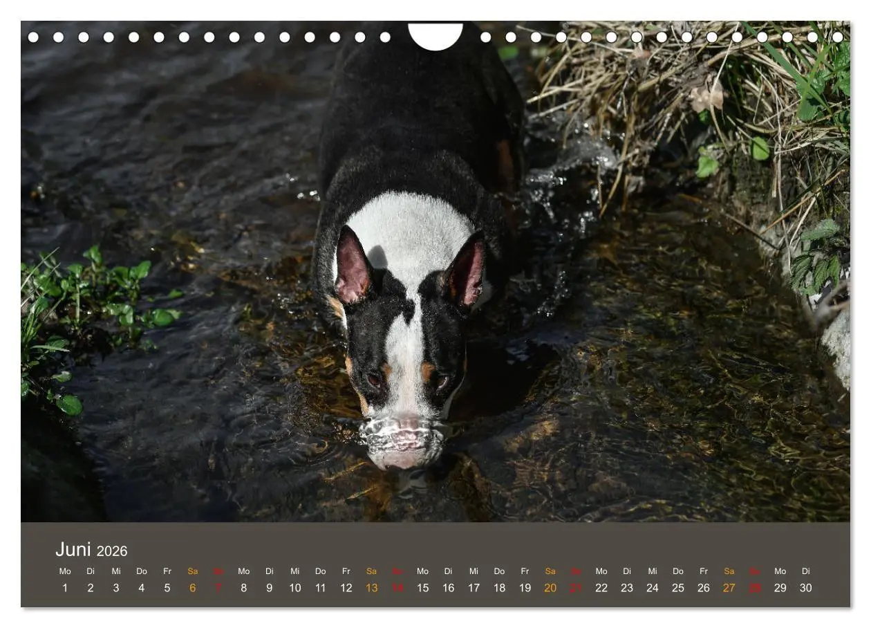 Bild: 9783457308295 | Bullterrier, liebenswerte Sturköpfe (Wandkalender 2026 DIN A4...