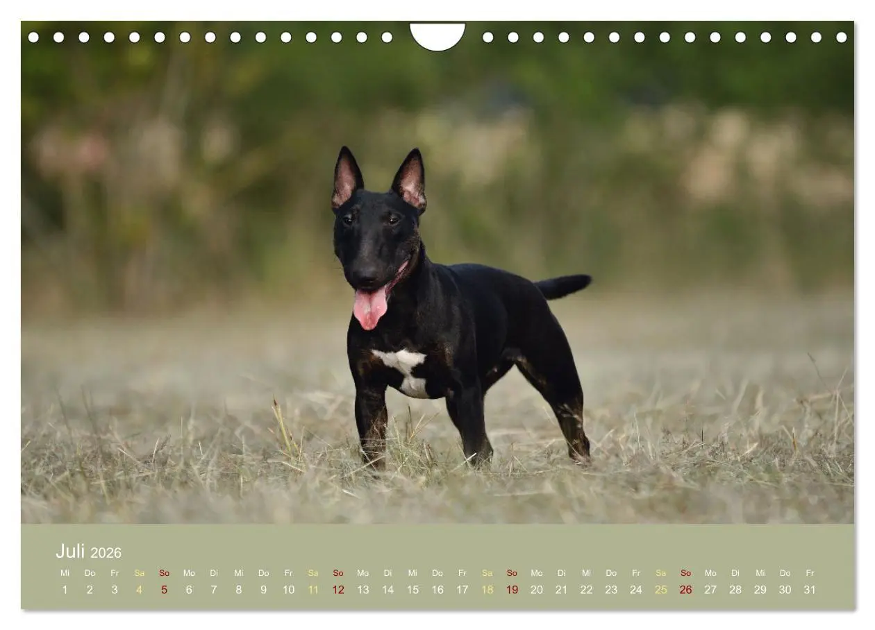 Bild: 9783457308295 | Bullterrier, liebenswerte Sturköpfe (Wandkalender 2026 DIN A4...