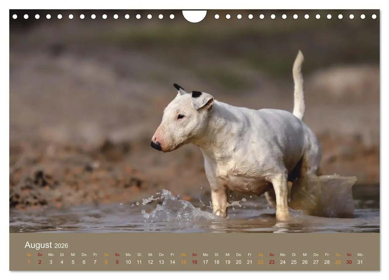 Bild: 9783457308295 | Bullterrier, liebenswerte Sturköpfe (Wandkalender 2026 DIN A4...