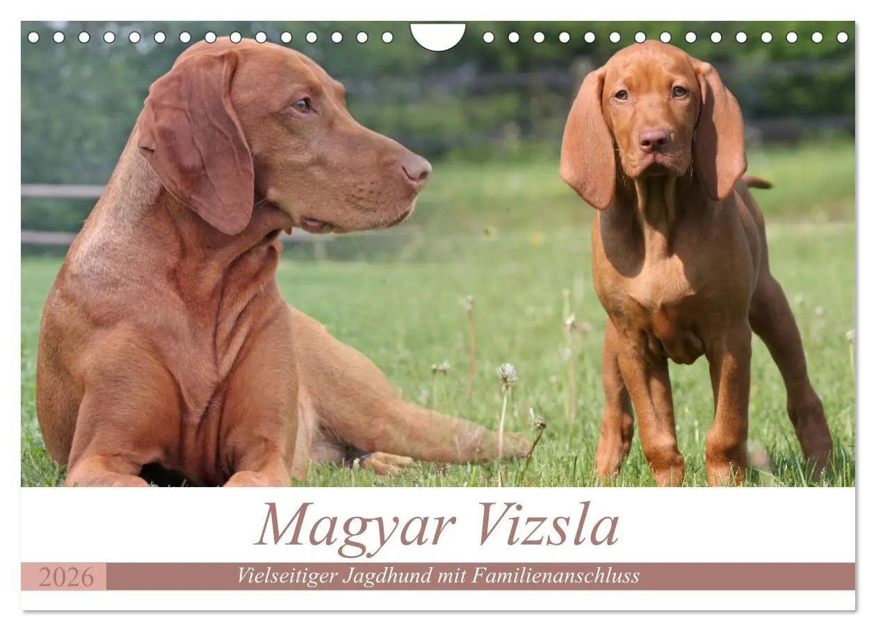 Cover: 9783516188295 | Magyar Vizsla - Vielseitiger Jagdhund mit Familienanschluss...