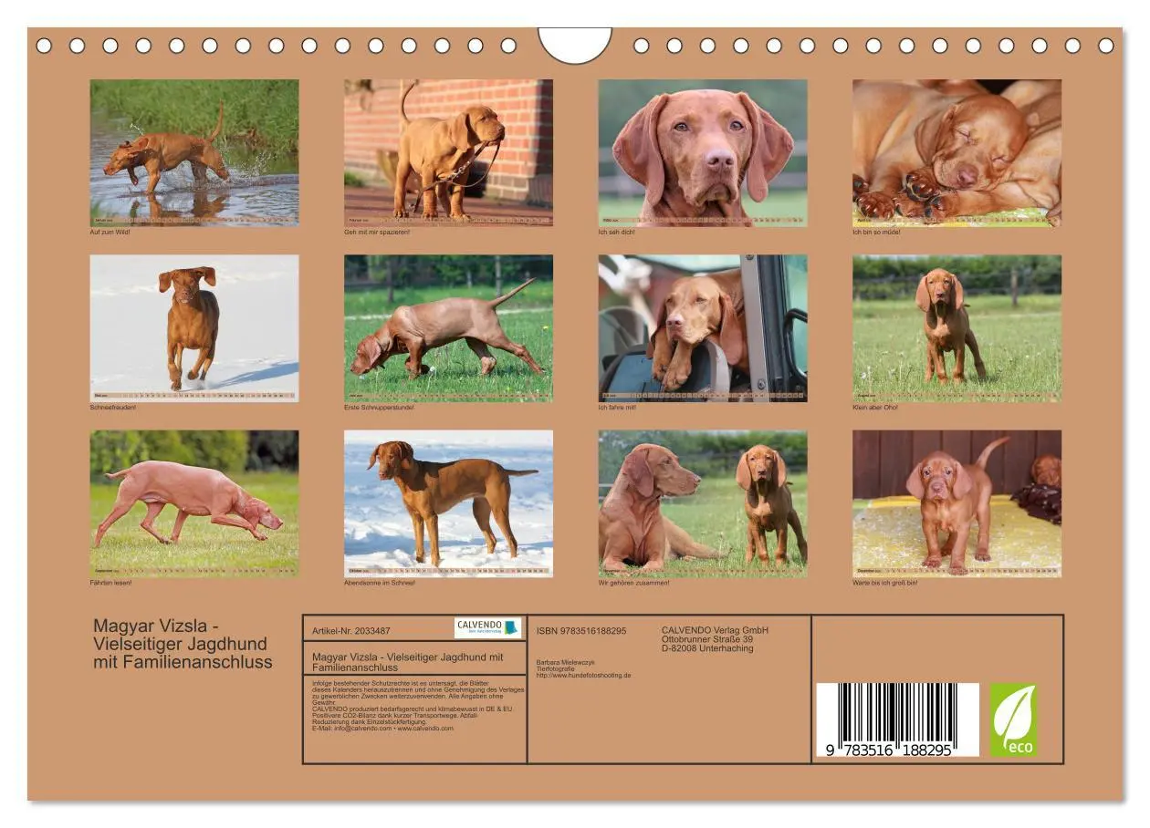 Bild: 9783516188295 | Magyar Vizsla - Vielseitiger Jagdhund mit Familienanschluss...