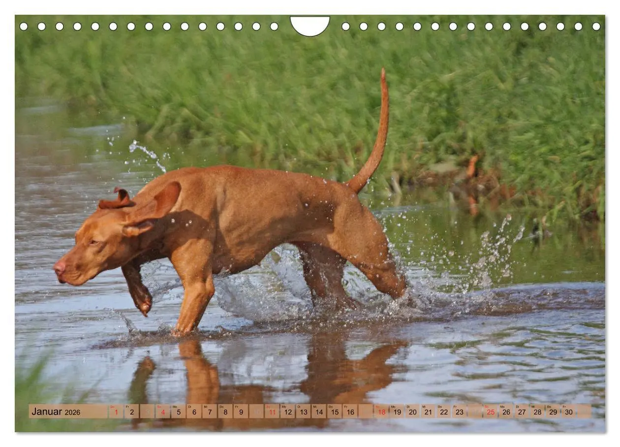 Bild: 9783516188295 | Magyar Vizsla - Vielseitiger Jagdhund mit Familienanschluss...
