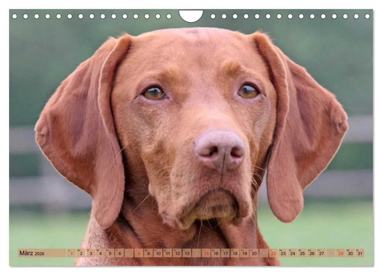 Bild: 9783516188295 | Magyar Vizsla - Vielseitiger Jagdhund mit Familienanschluss...