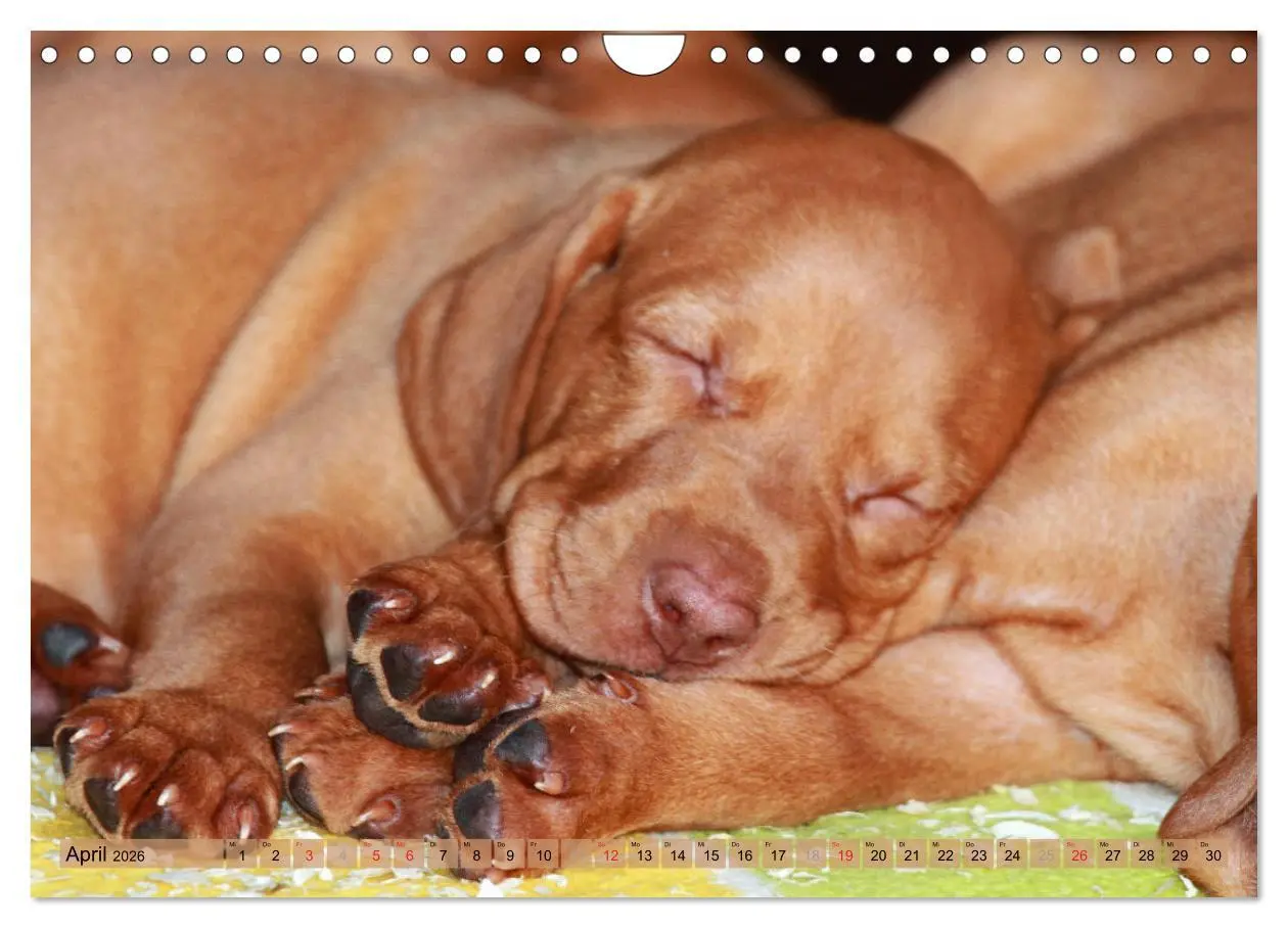 Bild: 9783516188295 | Magyar Vizsla - Vielseitiger Jagdhund mit Familienanschluss...