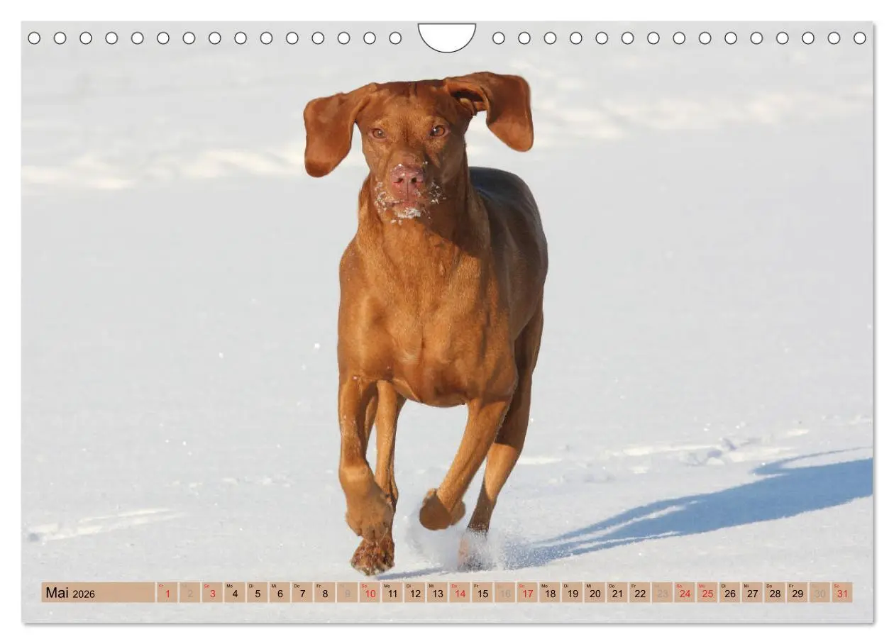 Bild: 9783516188295 | Magyar Vizsla - Vielseitiger Jagdhund mit Familienanschluss...
