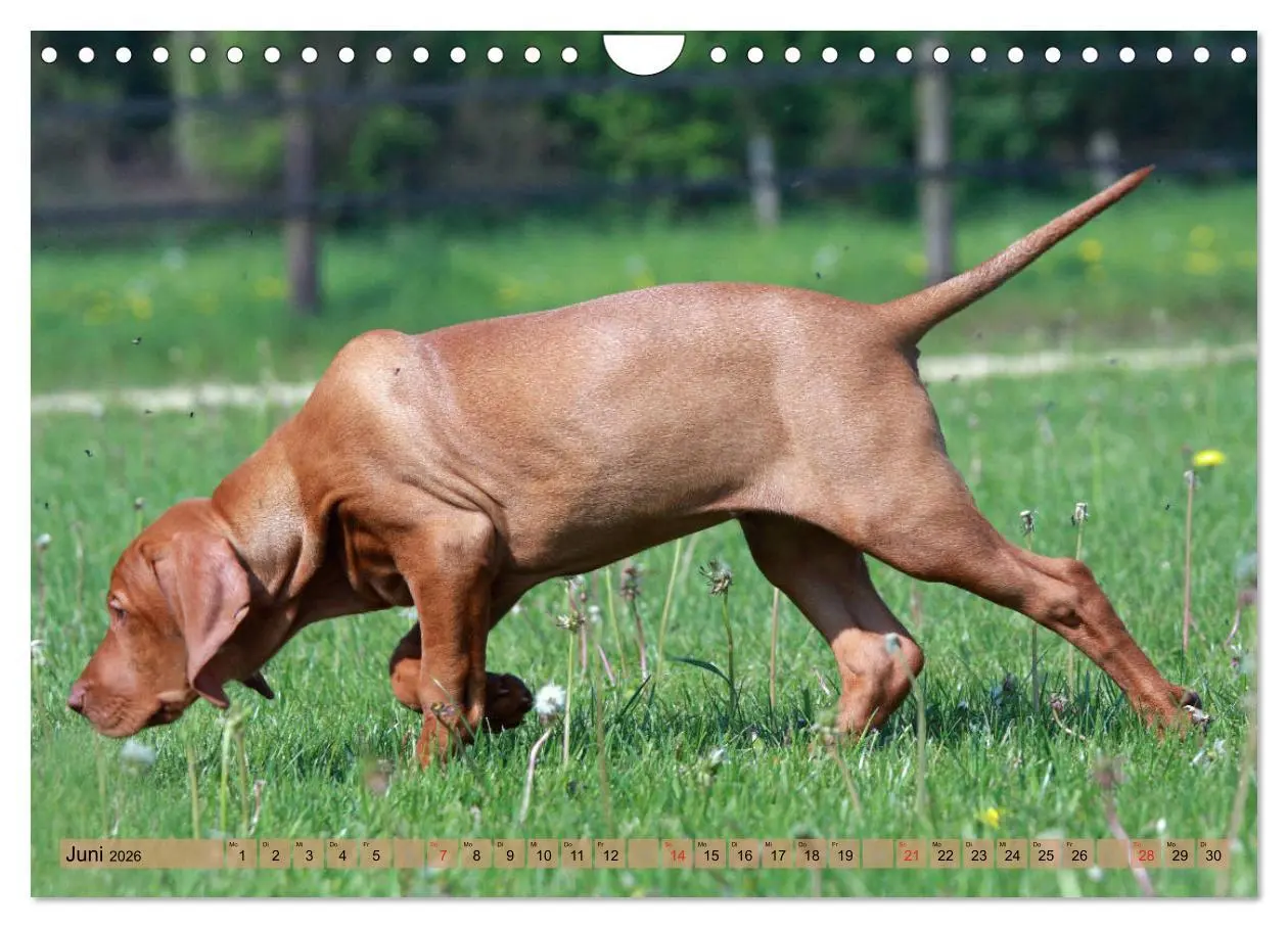 Bild: 9783516188295 | Magyar Vizsla - Vielseitiger Jagdhund mit Familienanschluss...