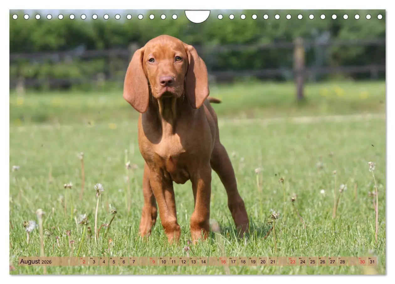 Bild: 9783516188295 | Magyar Vizsla - Vielseitiger Jagdhund mit Familienanschluss...