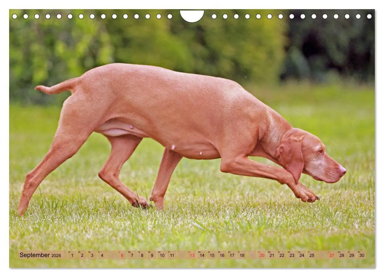 Bild: 9783516188295 | Magyar Vizsla - Vielseitiger Jagdhund mit Familienanschluss...