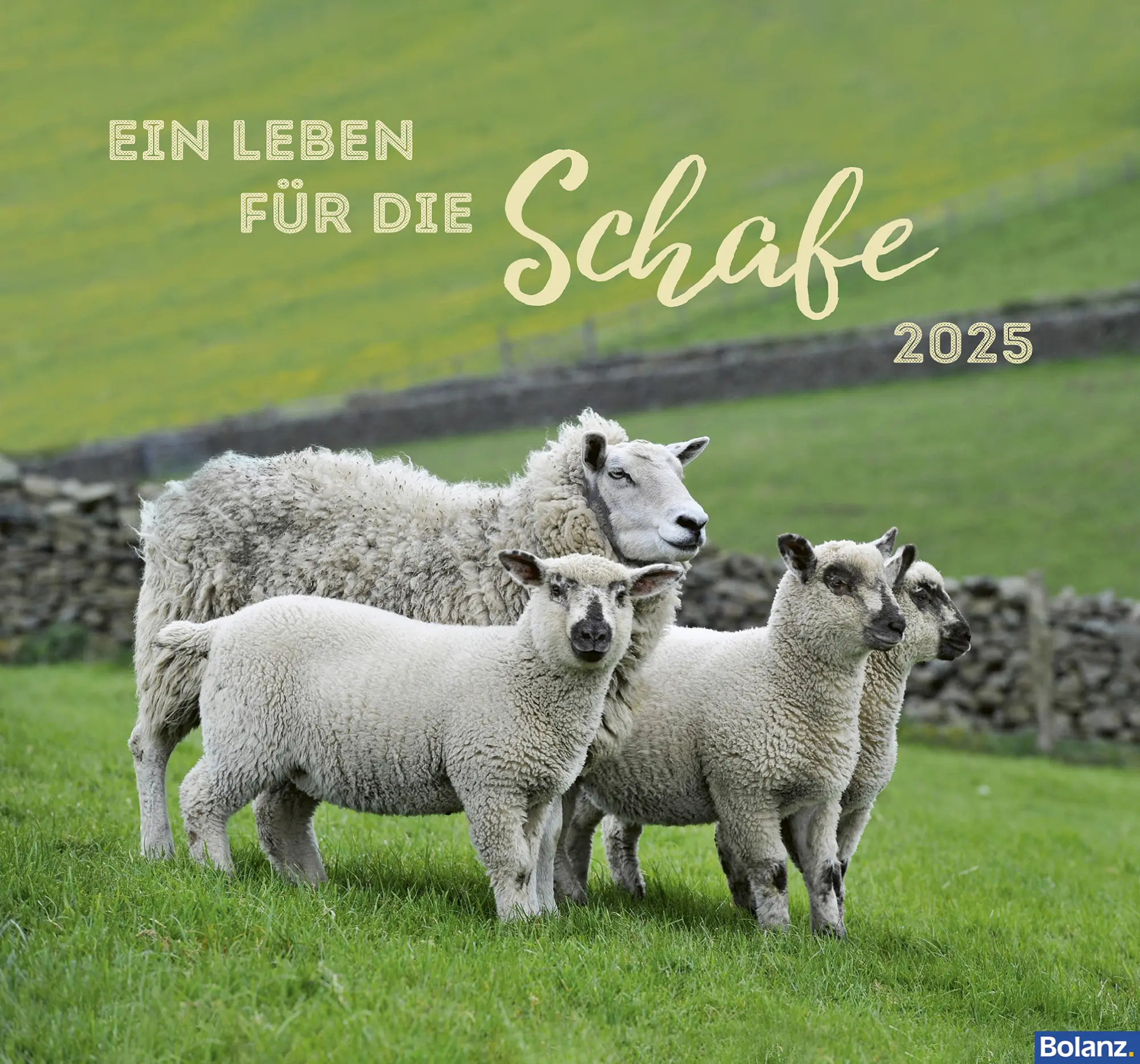 Cover: 9783866038295 | Ein Leben für die Schafe 2025 | Wandkalender | Karl-Heinz Nill | 2025