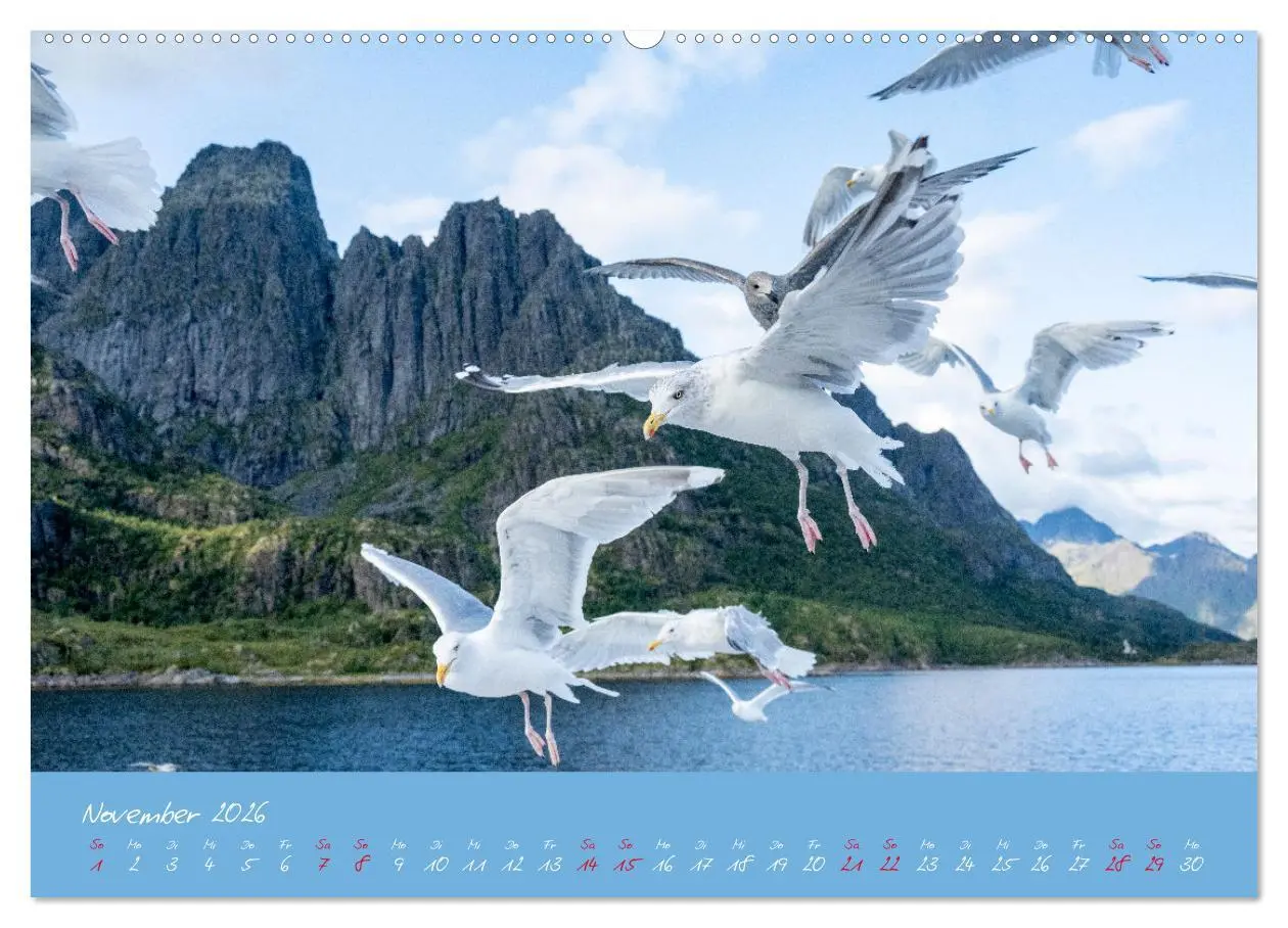 Bild: 9783457398395 | Möwen die Begleiter an Meer und See (hochwertiger Premium...