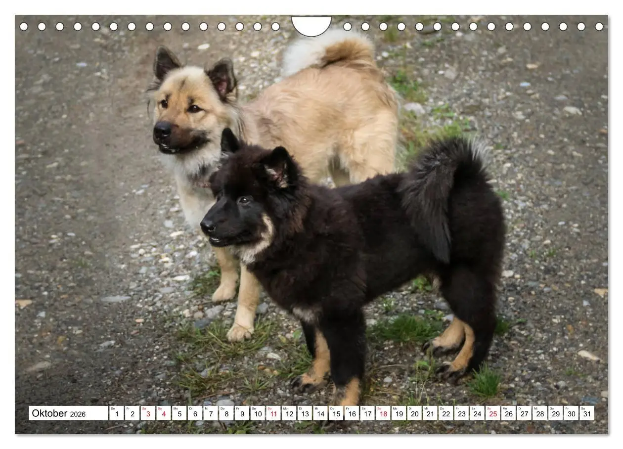 Bild: 9783457838495 | Eurasier, der Hund im Wolfspelz (Wandkalender 2026 DIN A4 quer),...