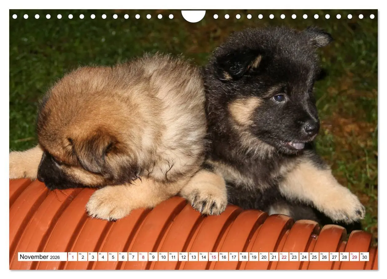Bild: 9783457838495 | Eurasier, der Hund im Wolfspelz (Wandkalender 2026 DIN A4 quer),...