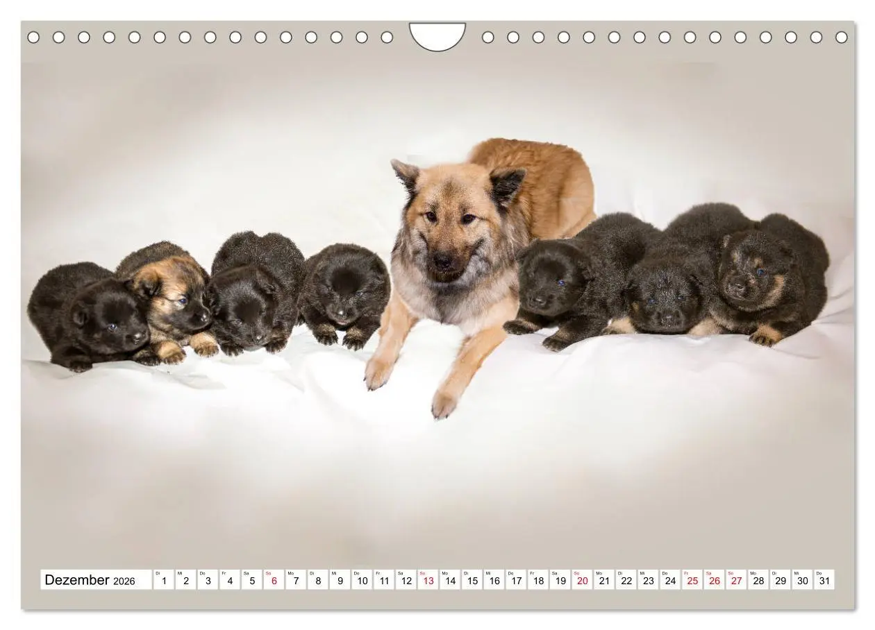 Bild: 9783457838495 | Eurasier, der Hund im Wolfspelz (Wandkalender 2026 DIN A4 quer),...