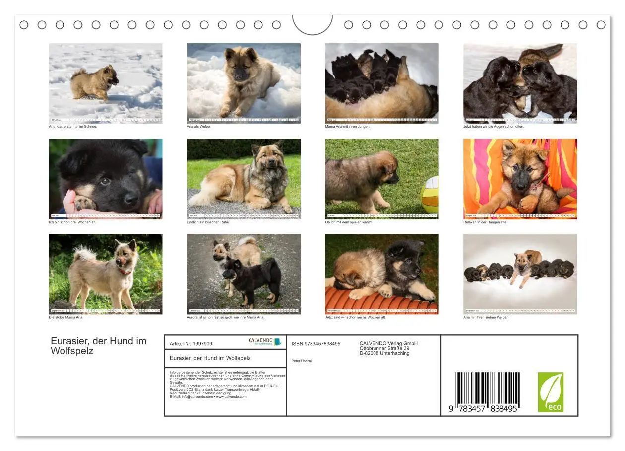 Bild: 9783457838495 | Eurasier, der Hund im Wolfspelz (Wandkalender 2026 DIN A4 quer),...