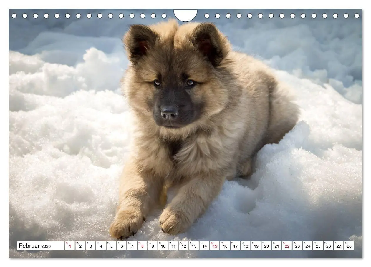 Bild: 9783457838495 | Eurasier, der Hund im Wolfspelz (Wandkalender 2026 DIN A4 quer),...