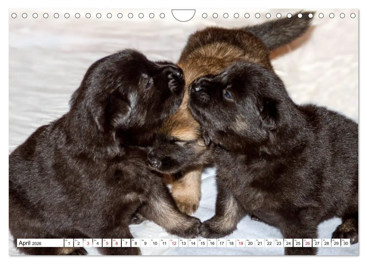 Bild: 9783457838495 | Eurasier, der Hund im Wolfspelz (Wandkalender 2026 DIN A4 quer),...