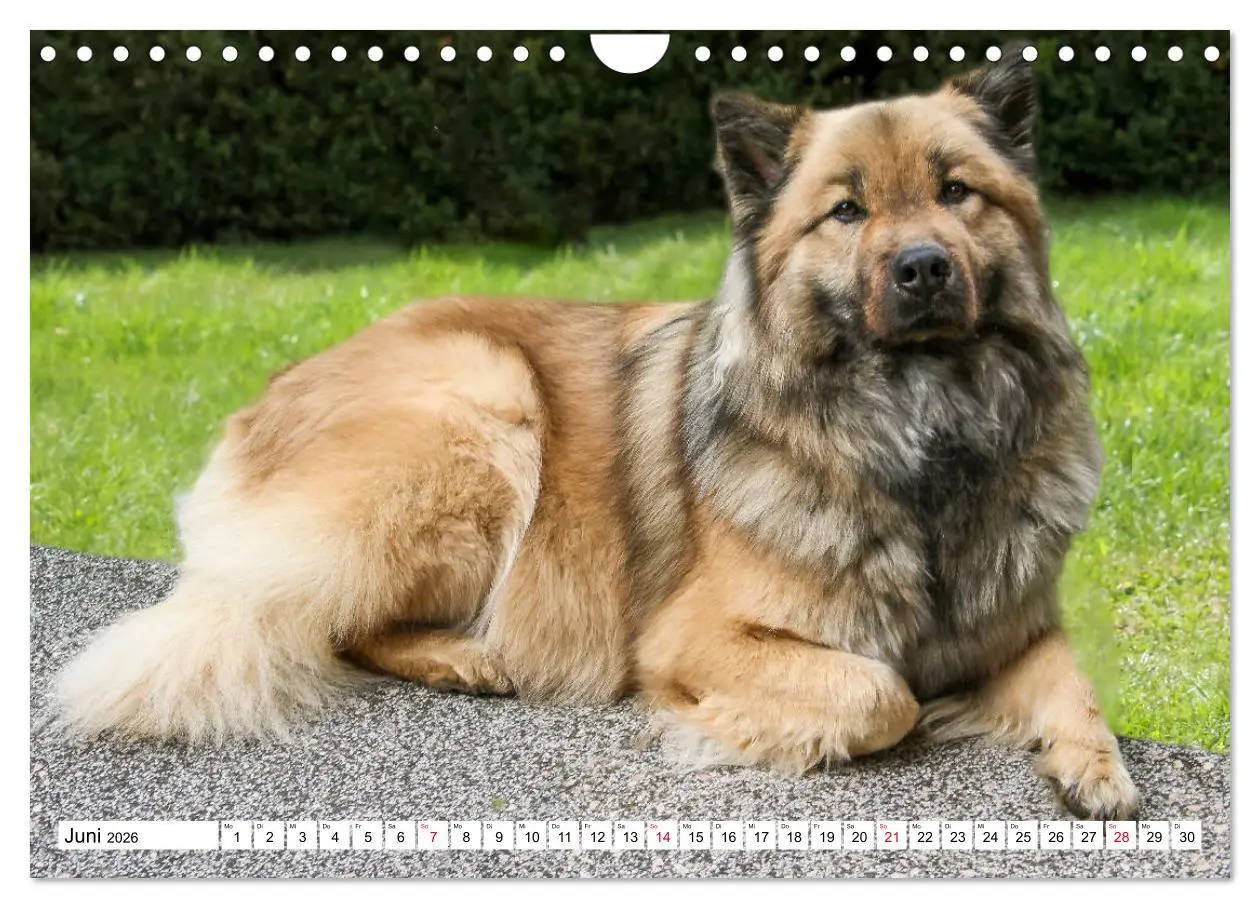 Bild: 9783457838495 | Eurasier, der Hund im Wolfspelz (Wandkalender 2026 DIN A4 quer),...