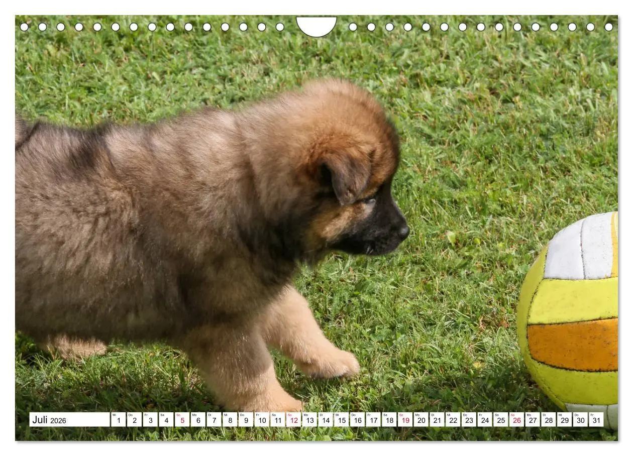 Bild: 9783457838495 | Eurasier, der Hund im Wolfspelz (Wandkalender 2026 DIN A4 quer),...