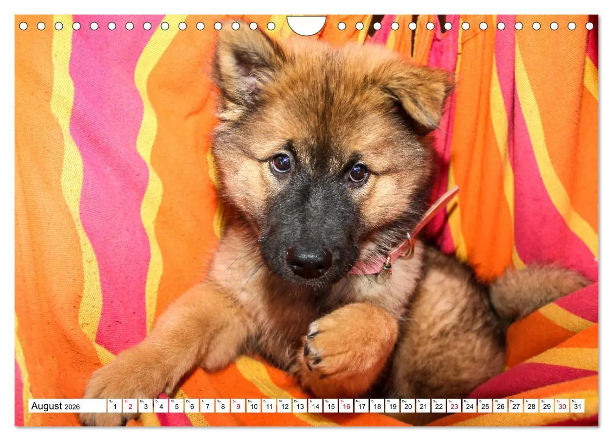 Bild: 9783457838495 | Eurasier, der Hund im Wolfspelz (Wandkalender 2026 DIN A4 quer),...