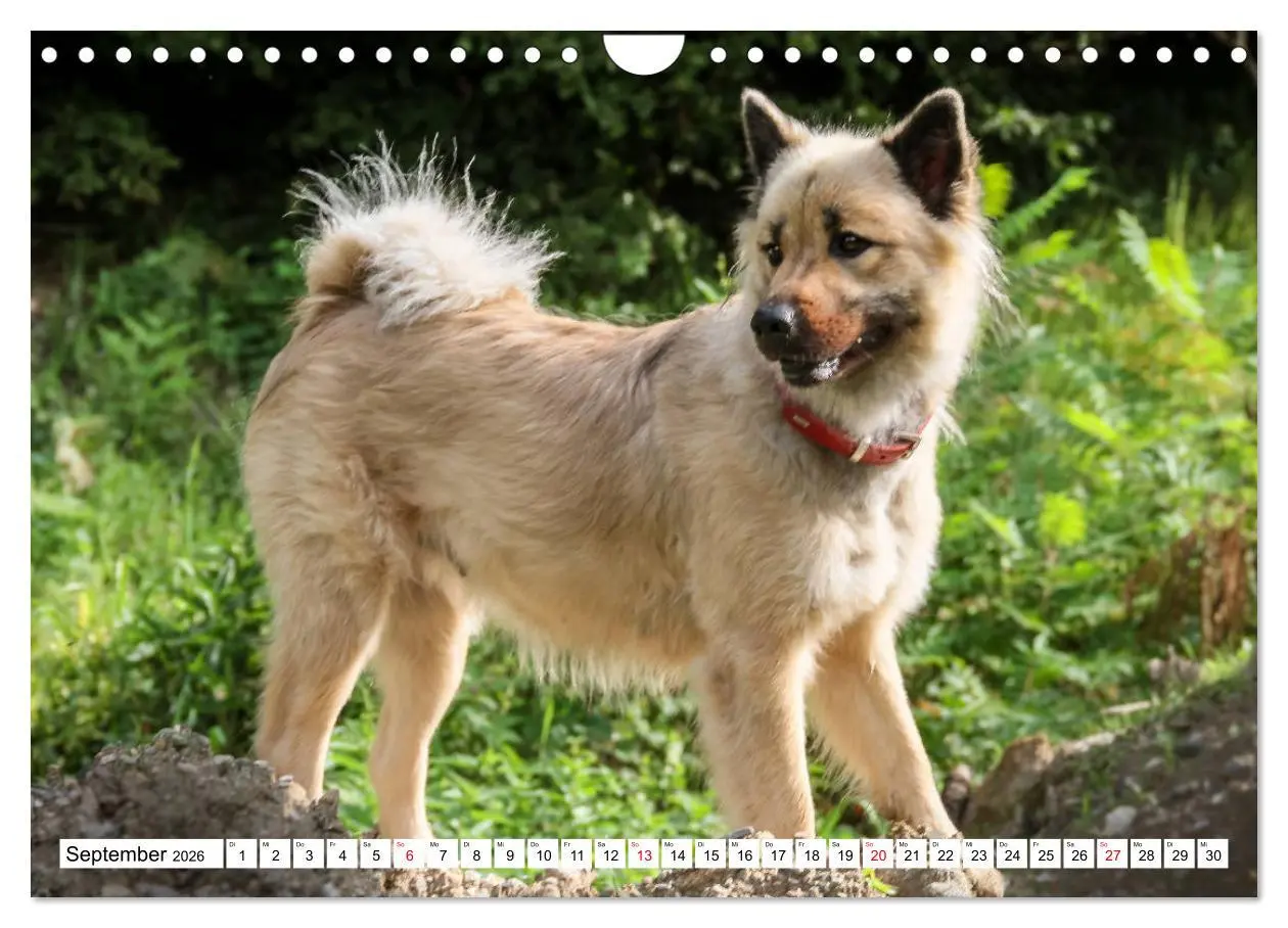 Bild: 9783457838495 | Eurasier, der Hund im Wolfspelz (Wandkalender 2026 DIN A4 quer),...