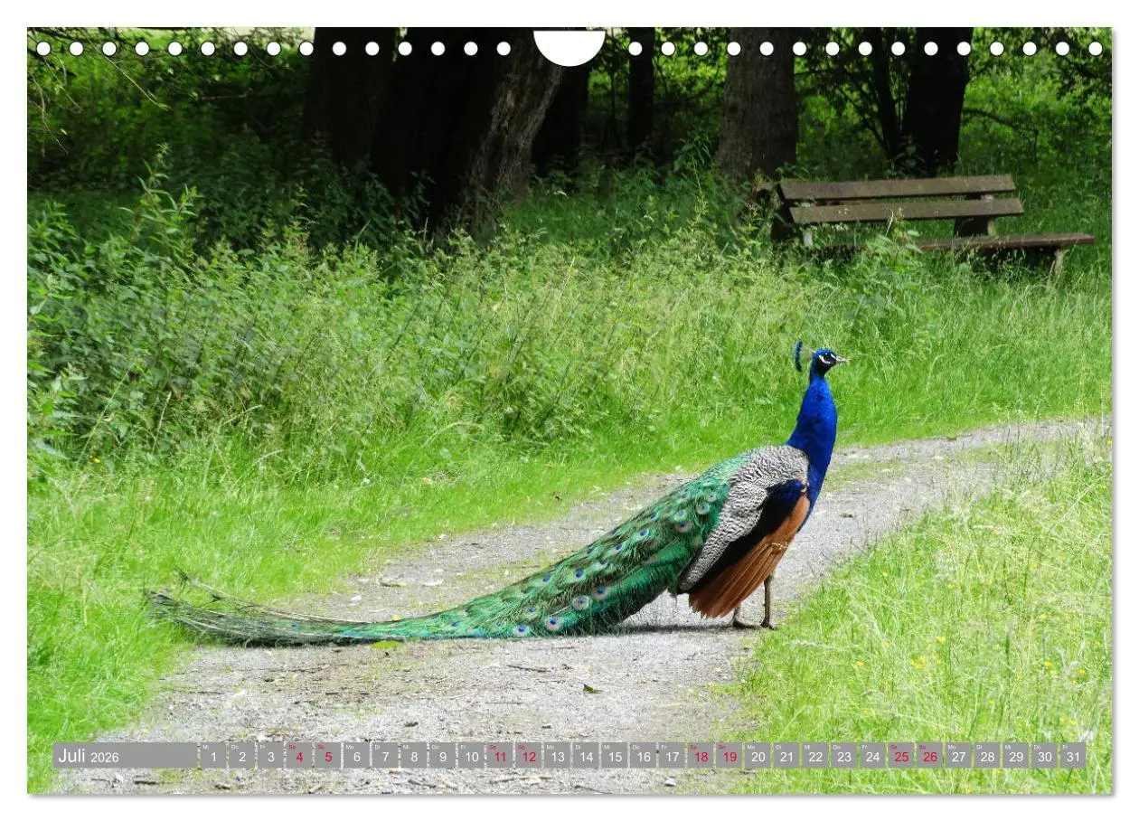 Bild: 9783457908495 | Bad Sassendorf (Wandkalender 2026 DIN A4 quer), CALVENDO...