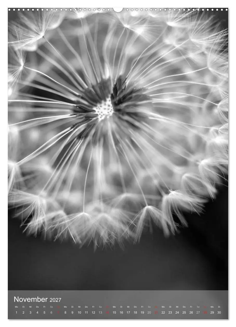 Bild: 9783569948495 | Monochrome Blüten - In Schwarz-Weiß Bildern durch das Jahr...