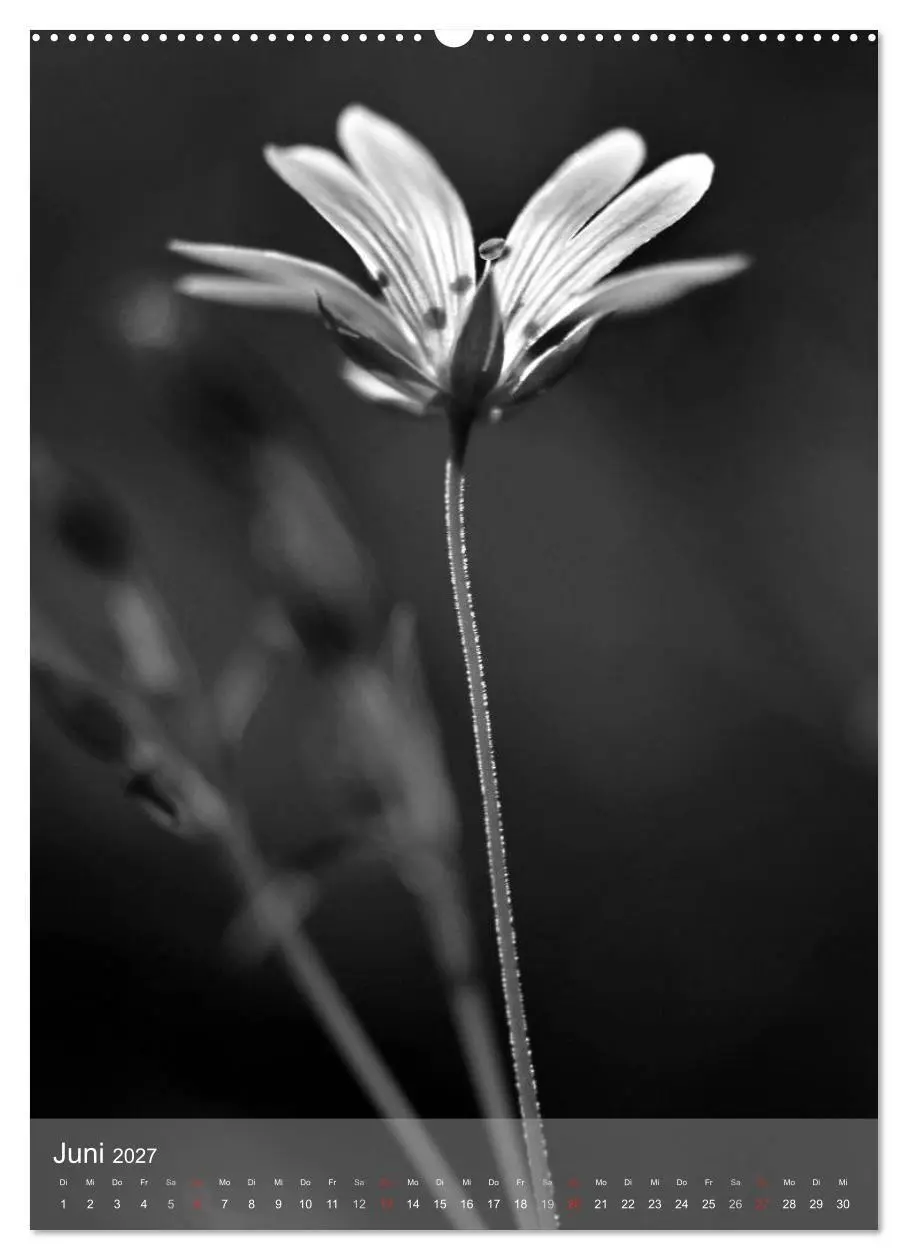 Bild: 9783569948495 | Monochrome Blüten - In Schwarz-Weiß Bildern durch das Jahr...