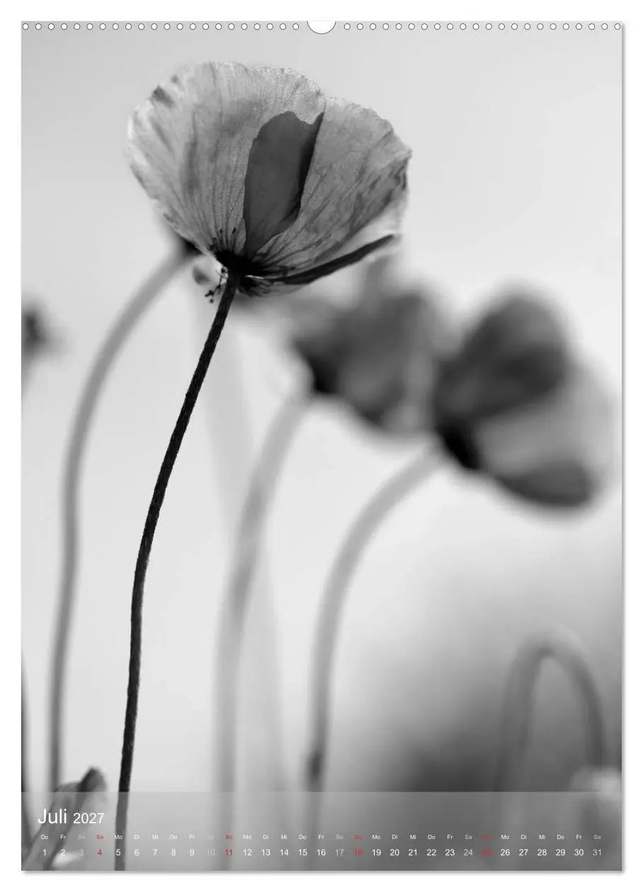 Bild: 9783569948495 | Monochrome Blüten - In Schwarz-Weiß Bildern durch das Jahr...