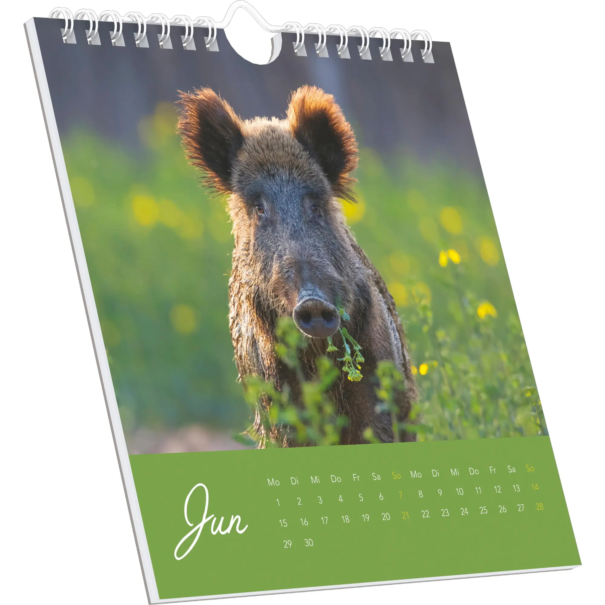 Bild: 4069095008595 | Geheimnisvolles Waldleben | Kalender | 26 S. | Deutsch