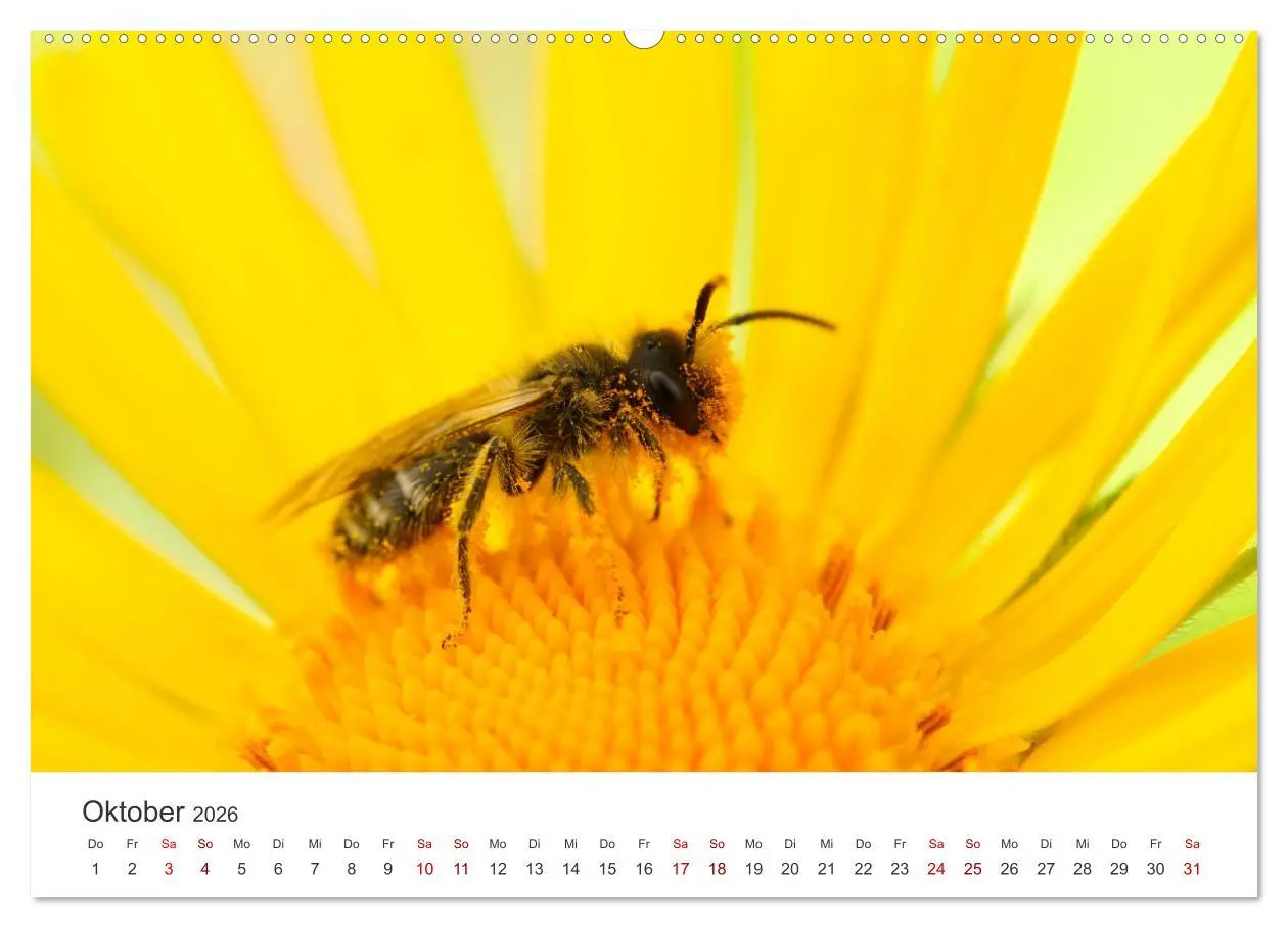 Bild: 9783457438695 | Bienen - Die fleißigen Tierchen die den Honig herstellen....