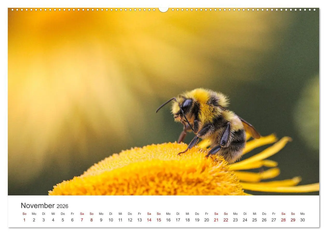 Bild: 9783457438695 | Bienen - Die fleißigen Tierchen die den Honig herstellen....