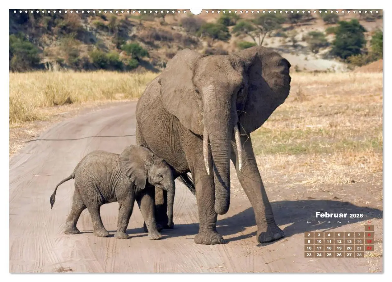 Bild: 9783516218695 | Afrikas Tierwelt: Elefantenbabys (hochwertiger Premium Wandkalender...