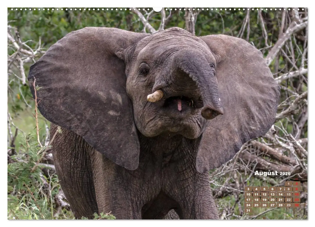 Bild: 9783516218695 | Afrikas Tierwelt: Elefantenbabys (hochwertiger Premium Wandkalender...
