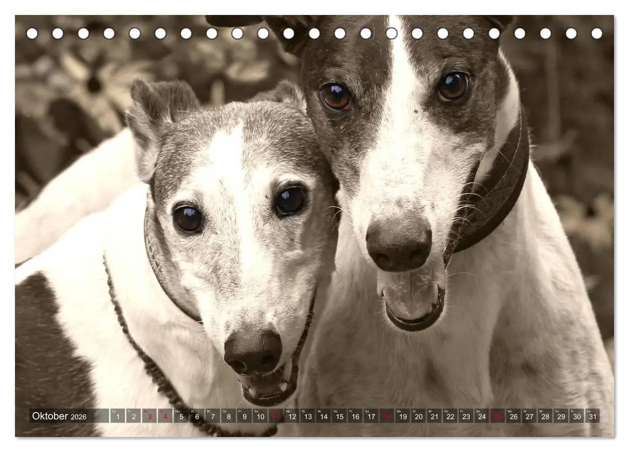 Bild: 9783457978795 | Windhunde eye-catcher (Tischkalender 2026 DIN A5 quer), CALVENDO...