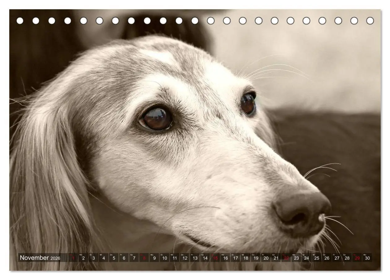 Bild: 9783457978795 | Windhunde eye-catcher (Tischkalender 2026 DIN A5 quer), CALVENDO...