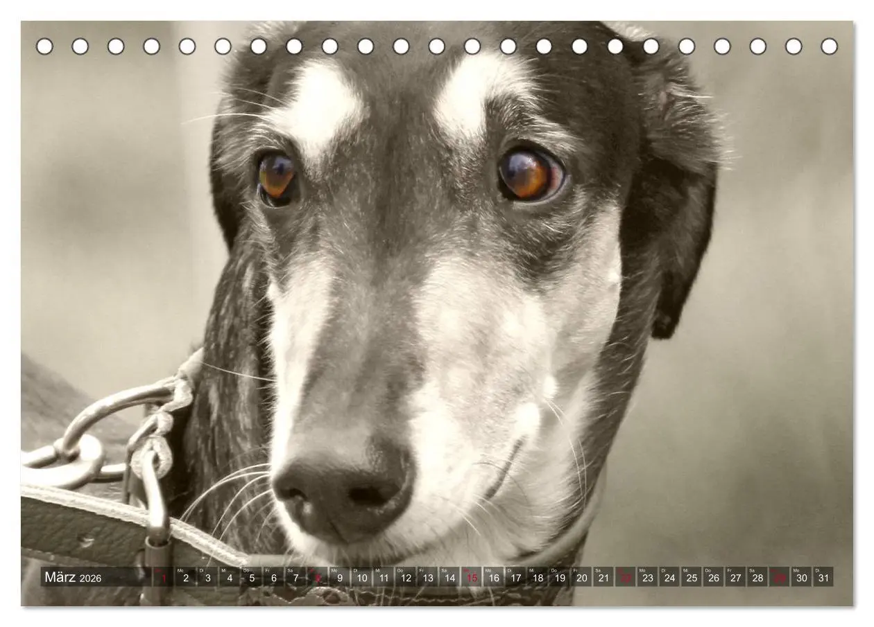 Bild: 9783457978795 | Windhunde eye-catcher (Tischkalender 2026 DIN A5 quer), CALVENDO...