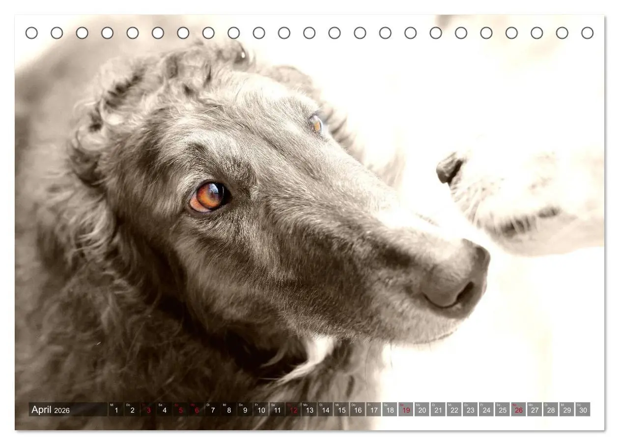 Bild: 9783457978795 | Windhunde eye-catcher (Tischkalender 2026 DIN A5 quer), CALVENDO...