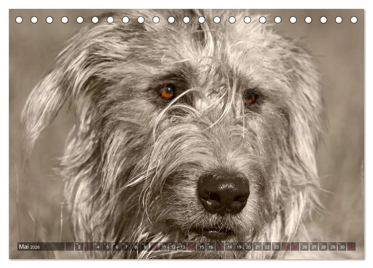 Bild: 9783457978795 | Windhunde eye-catcher (Tischkalender 2026 DIN A5 quer), CALVENDO...