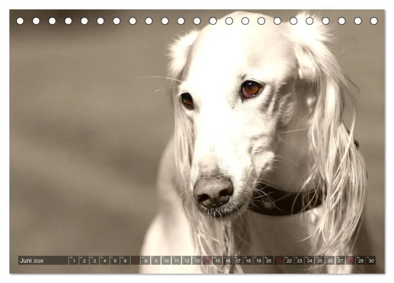 Bild: 9783457978795 | Windhunde eye-catcher (Tischkalender 2026 DIN A5 quer), CALVENDO...