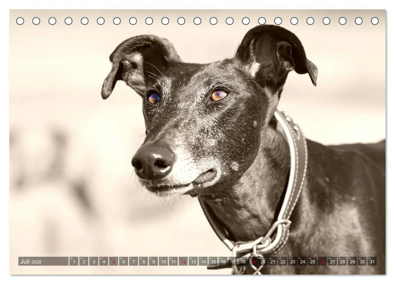 Bild: 9783457978795 | Windhunde eye-catcher (Tischkalender 2026 DIN A5 quer), CALVENDO...