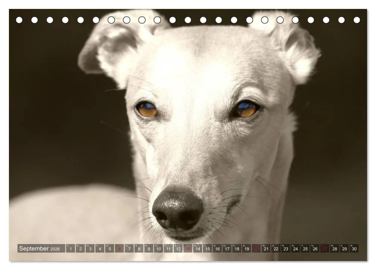 Bild: 9783457978795 | Windhunde eye-catcher (Tischkalender 2026 DIN A5 quer), CALVENDO...