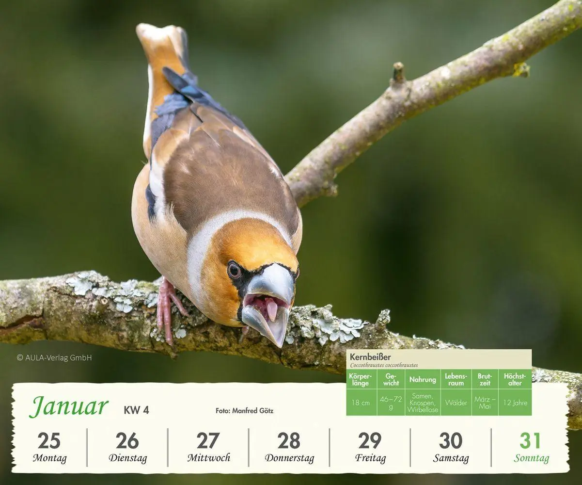 Bild: 9783891048795 | Heimische Vögel 2027 - Wochenkalender | Wochenkalender | AULA-Verlag