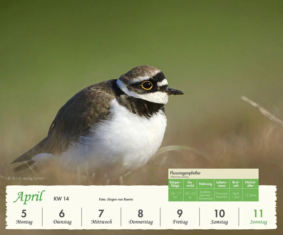 Bild: 9783891048795 | Heimische Vögel 2027 - Wochenkalender | Wochenkalender | AULA-Verlag