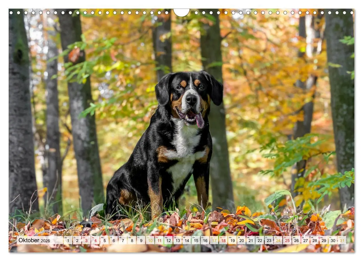 Bild: 9783457348895 | Entlebucher - Temperamentvolle Schweizer Sennenhunde (Wandkalender...