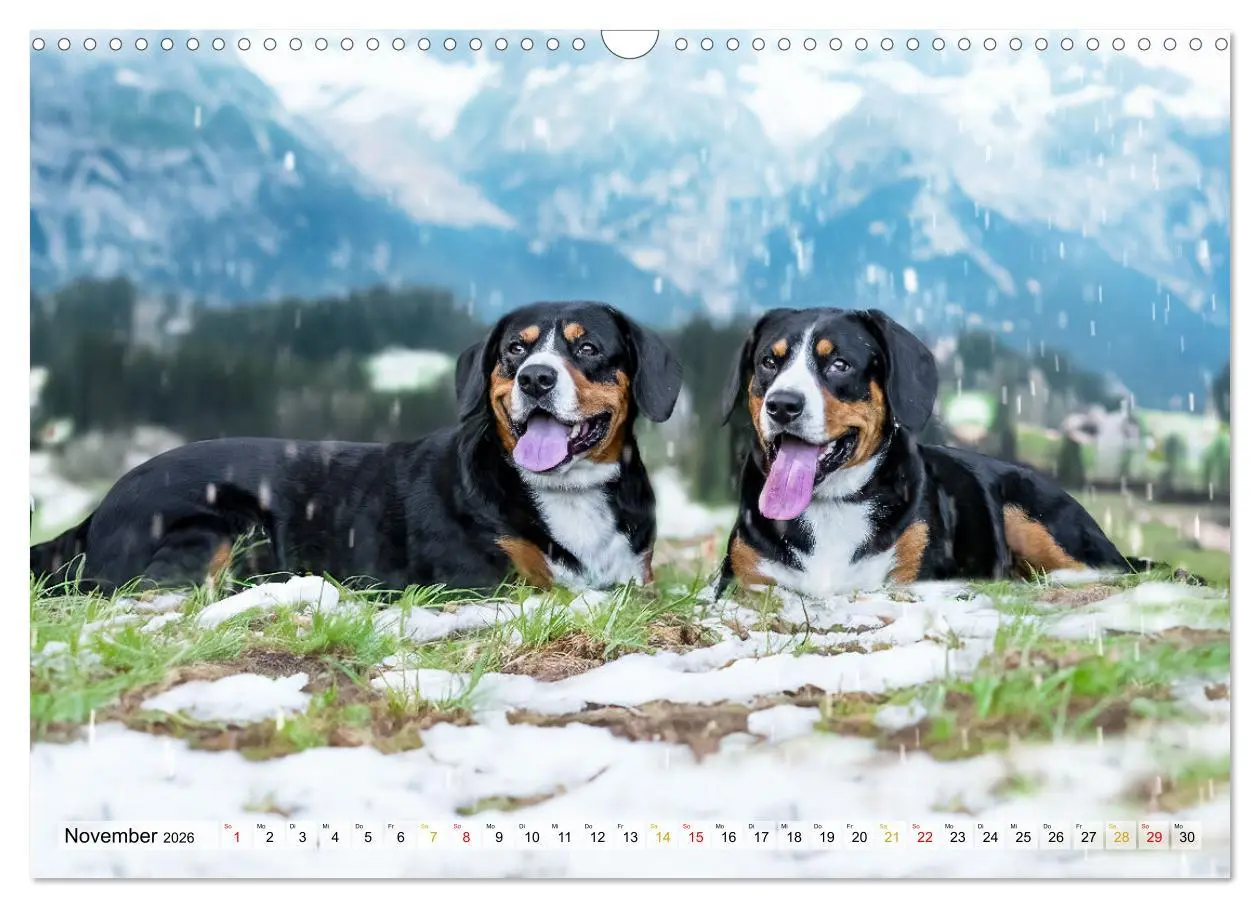 Bild: 9783457348895 | Entlebucher - Temperamentvolle Schweizer Sennenhunde (Wandkalender...