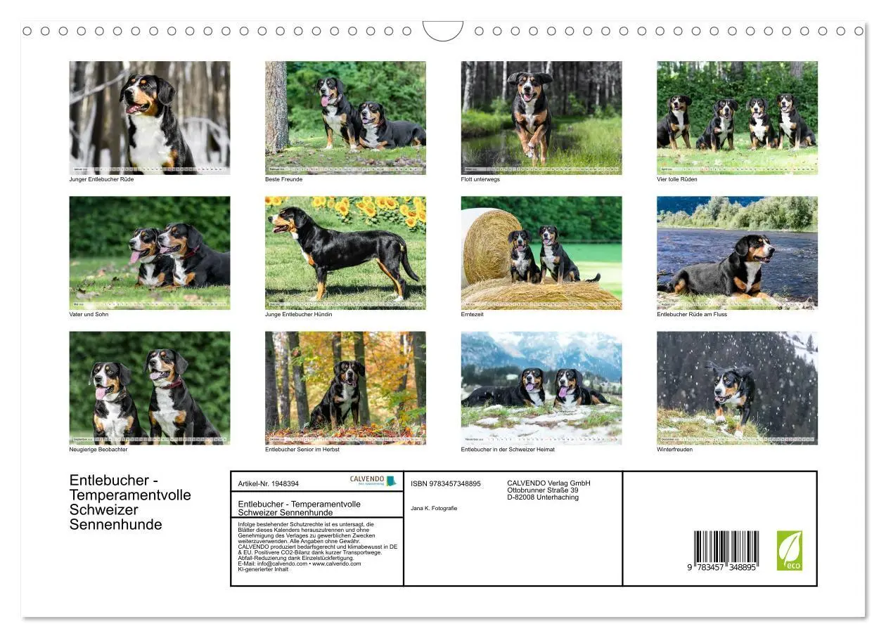 Bild: 9783457348895 | Entlebucher - Temperamentvolle Schweizer Sennenhunde (Wandkalender...